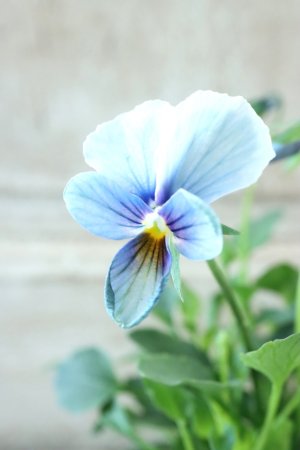 画像3: ~Ueta collection~"ビオラ パピヨンワールド" No.38