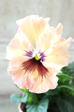 画像1: Fee des neiges~Monet Meules~ "フェデネージュ ~モネ 積みわら~" No.4