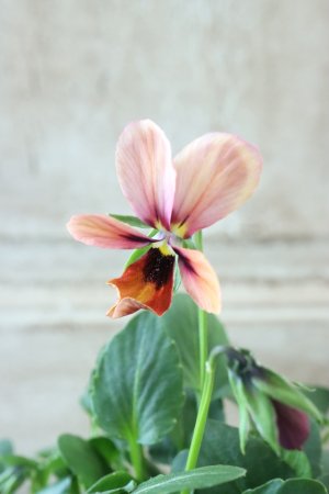 画像3: ~Ueta collection~"ビオラ パピヨンワールド" No.21