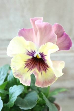 画像2: Fee des neiges~Monet Meules~ "フェデネージュ ~モネ 積みわら~" No.17