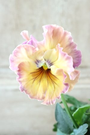 画像2: Fee des neiges~Monet Meules~ "フェデネージュ ~モネ 積みわら~" No.6