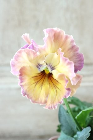 画像1: Fee des neiges~Monet Meules~ "フェデネージュ ~モネ 積みわら~" No.6