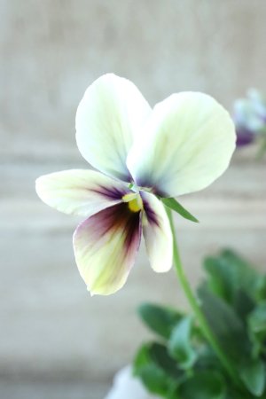 画像2: ~Ueta collection~"ビオラ パピヨンワールド" No.32