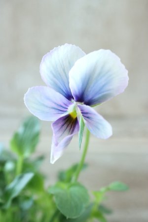 画像3: ~Ueta collection~"ビオラ パピヨンワールド" No.25