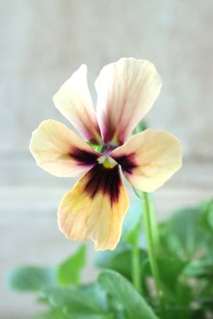 画像1: ~Ueta collection~"ビオラ パピヨンワールド" No.30