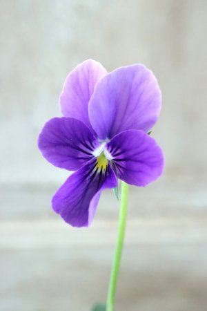 画像2: ~Ueta collection~"ビオラ パピヨンワールド" No.34