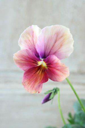 画像3: ~Ueta collection~"ビオラ パピヨンワールド" No.24