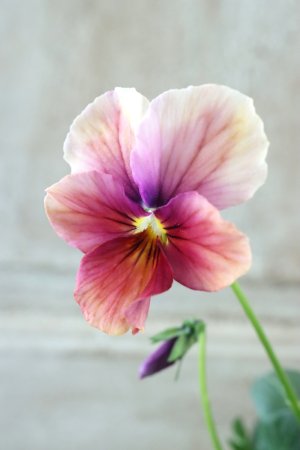 画像2: ~Ueta collection~"ビオラ パピヨンワールド" No.24