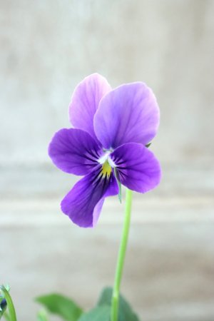 画像3: ~Ueta collection~"ビオラ パピヨンワールド" No.34