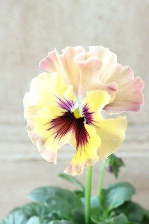 画像3: Fee des neiges~Monet Meules~ "フェデネージュ ~モネ 積みわら~" No.39