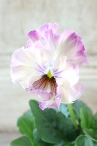 Fee des neiges~Monet Meules~ "フェデネージュ ~モネ 積みわら~" No.10