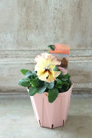 画像4: Fee des neiges~Monet Meules~ "フェデネージュ ~モネ 積みわら~" No.32