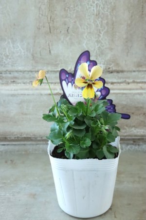 画像4: ~Ueta collection~"ビオラ パピヨンワールド" No.18