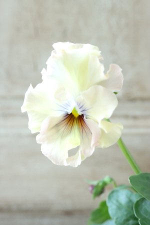 画像3: Fee des neiges~Monet Meules~ "フェデネージュ ~モネ 積みわら~" No.41