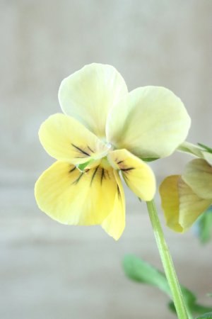 画像3: ~Ueta collection~"ビオラ パピヨンワールド" No.8