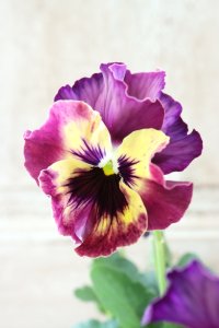 Fee des neiges~Monet Meules~ "フェデネージュ ~モネ 積みわら~" No.18