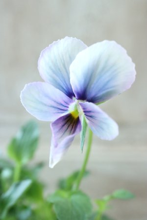 画像2: ~Ueta collection~"ビオラ パピヨンワールド" No.25