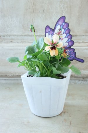 画像4: ~Ueta collection~"ビオラ パピヨンワールド" No.30