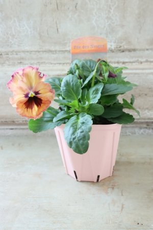 画像4: Fee des neiges~Monet Meules~ "フェデネージュ ~モネ 積みわら~" No.12