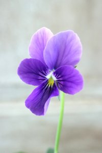 ~Ueta collection~"ビオラ パピヨンワールド" No.34