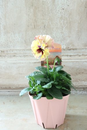 画像4: Fee des neiges~Monet Meules~ "フェデネージュ ~モネ 積みわら~" No.39