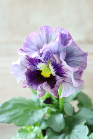 画像2: Fee des neiges~Monet Meules~ "フェデネージュ ~モネ 積みわら~" No.40