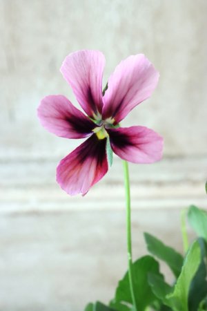 画像3: ~Ueta collection~"ビオラ パピヨンワールド" No.15