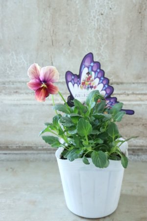 画像4: ~Ueta collection~"ビオラ パピヨンワールド" No.24