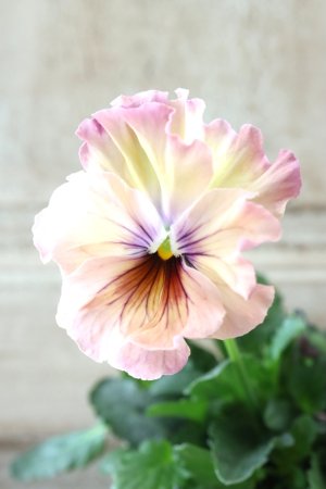 画像1: Fee des neiges~Monet Meules~ "フェデネージュ ~モネ 積みわら~" No.26