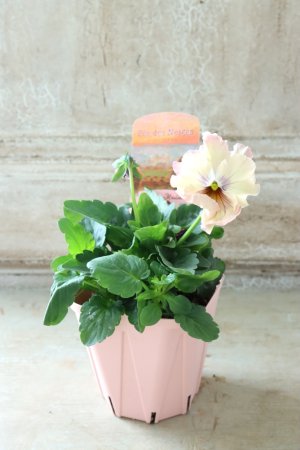 画像4: Fee des neiges~Monet Meules~ "フェデネージュ ~モネ 積みわら~" No.49