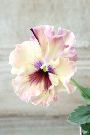 画像3: Fee des neiges~Monet Meules~ "フェデネージュ ~モネ 積みわら~" No.33