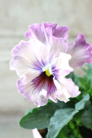 画像2: Fee des neiges~Monet Meules~ "フェデネージュ ~モネ 積みわら~" No.30