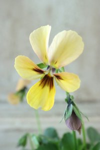 ~Ueta collection~"ビオラ パピヨンワールド" No.18