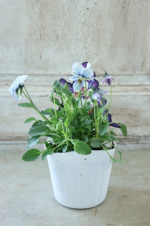 画像5: ~Ueta collection~"ビオラ パピヨンワールド" No.11