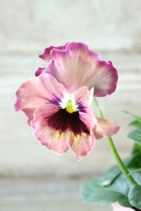 Fee des neiges~Monet Meules~ "フェデネージュ ~モネ 積みわら~" No.21