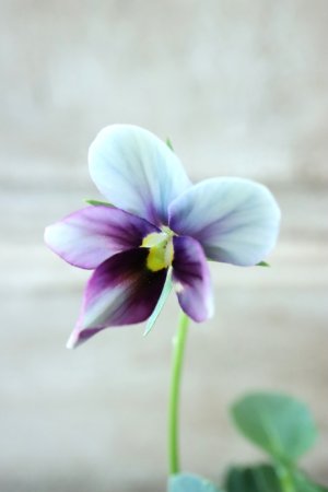 画像3: ~Ueta collection~"ビオラ パピヨンワールド" No.32