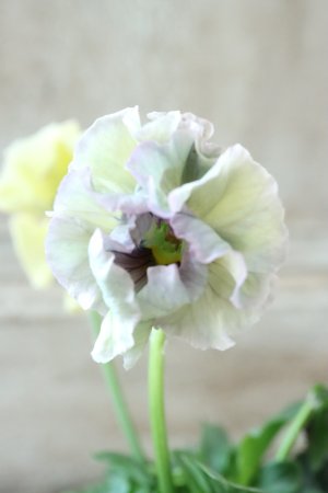 画像3: Fee des neiges~Monet Meules~ "フェデネージュ ~モネ 積みわら~" No.3