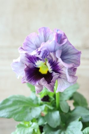 画像1: Fee des neiges~Monet Meules~ "フェデネージュ ~モネ 積みわら~" No.40