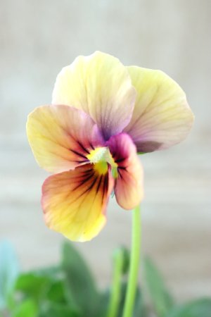 画像1: ~Ueta collection~"ビオラ パピヨンワールド" No.39