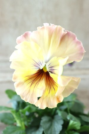 画像1: Fee des neiges~Monet Meules~ "フェデネージュ ~モネ 積みわら~" No.32