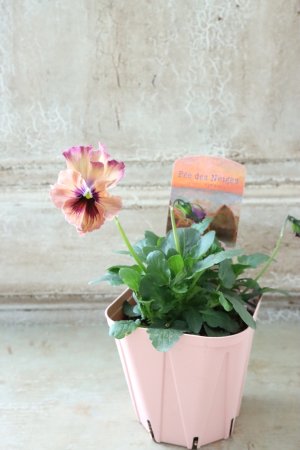 画像4: Fee des neiges~Monet Meules~ "フェデネージュ ~モネ 積みわら~" No.28