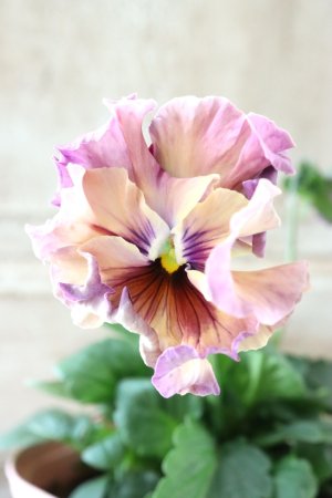 画像1: Fee des neiges~Monet Meules~ "フェデネージュ ~モネ 積みわら~" No.31