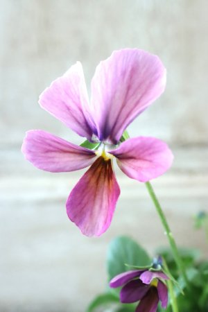 画像2: ~Ueta collection~"ビオラ パピヨンワールド" No.28