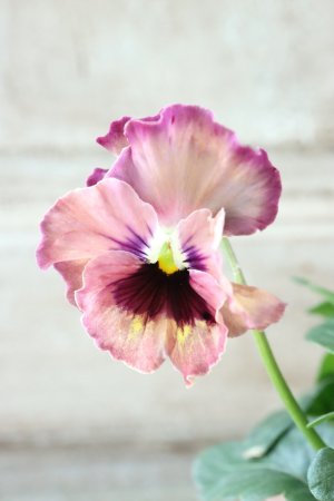 画像2: Fee des neiges~Monet Meules~ "フェデネージュ ~モネ 積みわら~" No.21