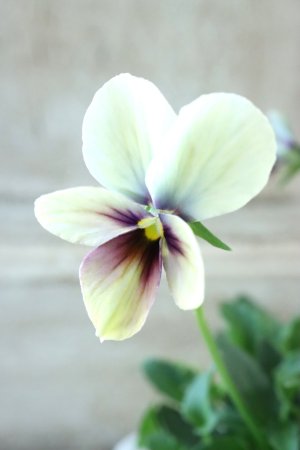 画像1: ~Ueta collection~"ビオラ パピヨンワールド" No.32