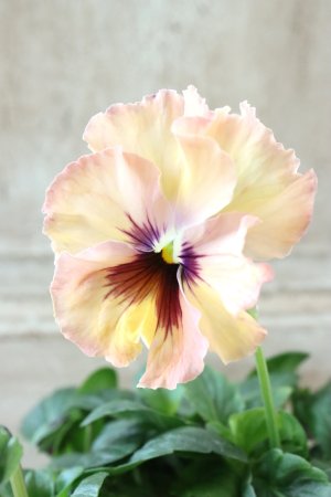 画像1: Fee des neiges~Monet Meules~ "フェデネージュ ~モネ 積みわら~" No.9