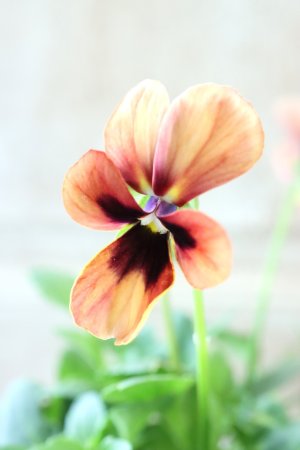 画像1: ~Ueta collection~"ビオラ パピヨンワールド" No.35