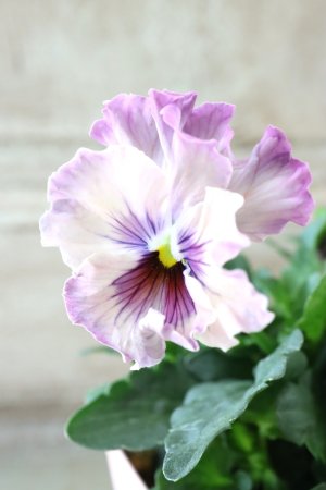 画像1: Fee des neiges~Monet Meules~ "フェデネージュ ~モネ 積みわら~" No.30