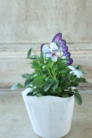 画像5: ~Ueta collection~"ビオラ パピヨンワールド" No.19