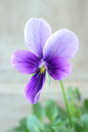 画像1: ~Ueta collection~"ビオラ パピヨンワールド" No.26